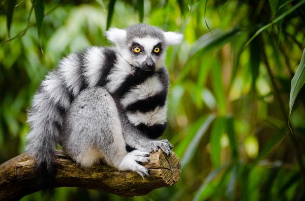 Lemur Habitat - Lemur ominaisuudet