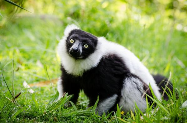 Lemurin elinympäristö - Lakikan nykyinen tila