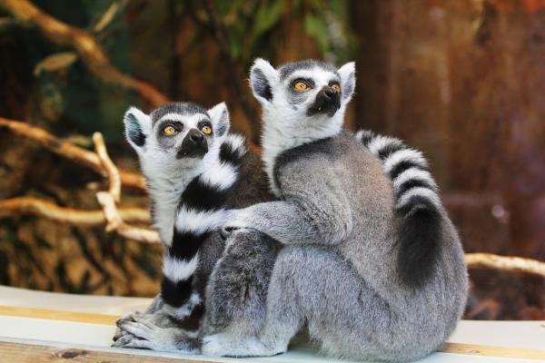 Lakipuun elinympäristö - Lemurin uteliaat
