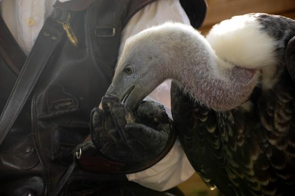 Haukkametsästyksen aloittaminen - Raptorin aineenvaihdunta
