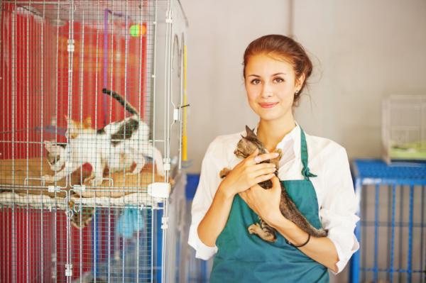 Risteytyskissan edut - 5. Risteytyskissat rohkaisevat adoptioon