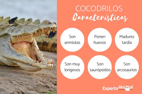 Miten krokotiilit syntyvät?  - Krokotiilin ominaisuudet