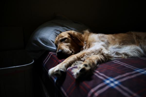 Onko normaalia, että koirani liikkuu nukkuessaan?  - Miksi koira liikkuu nukkuessaan?