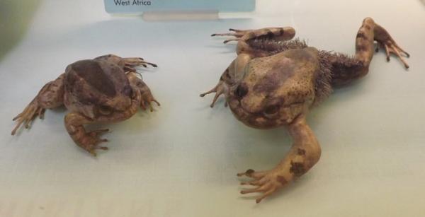 Karvaiset sammakot - Nimet ja valokuvat - Karvaisen sammakon (Trichobatrachus robustus) ominaisuudet