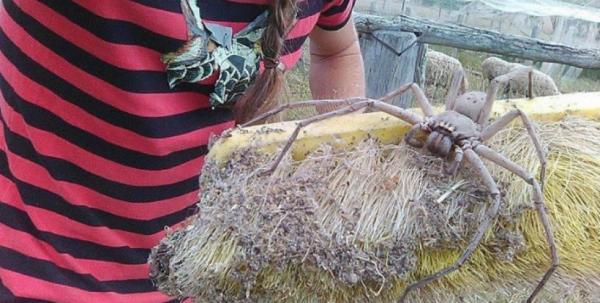 Myrkyllisten hämähäkkien tyypit - 11. Jättiläinen metsästyshämähäkki (Heteropoda maxima)