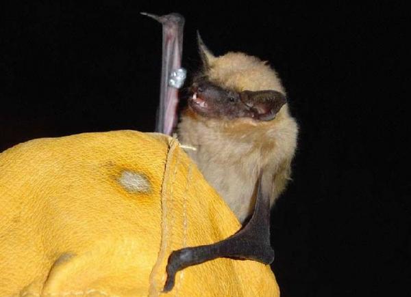 Lentävät nisäkkäät - Esimerkkejä, ominaisuuksia ja kuvia - Eteläseimilepakko (Eptesicus isabellinus)