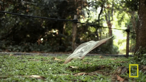 Lentävät nisäkkäät - Esimerkkejä, ominaisuuksia ja kuvia - Filippiinien lentävä limuri (Cynocephalus volans)
