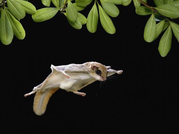 Lentävät nisäkkäät – esimerkkejä, ominaisuuksia ja kuvia – eteläinen liito-orava (Glaucomys volans)