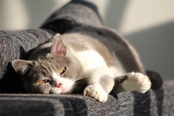 Miksi kissat pitävät auringosta?  - Auringonoton edut kissoille