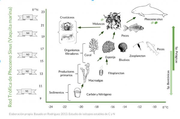 Aquatic Food Chain – esimerkkejä vesieliöiden ravintoketjusta