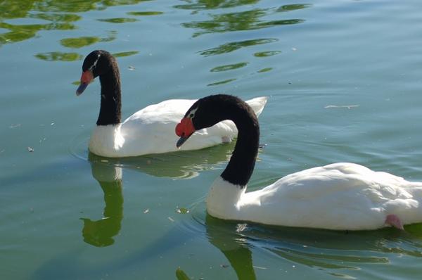 10 parasta vanhempaa eläinkunnassa - 5. Black-necked Swan