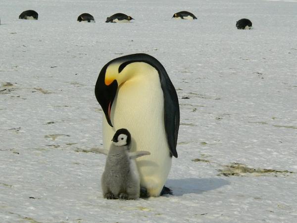 10 parasta vanhempaa eläinkunnassa - 1. Keisaripingviini