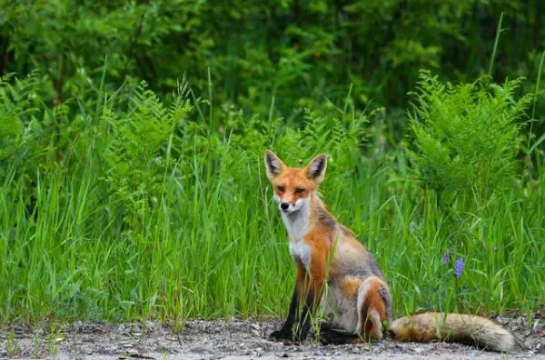 10 parasta vanhempaa eläinkunnassa - 7. Red Fox