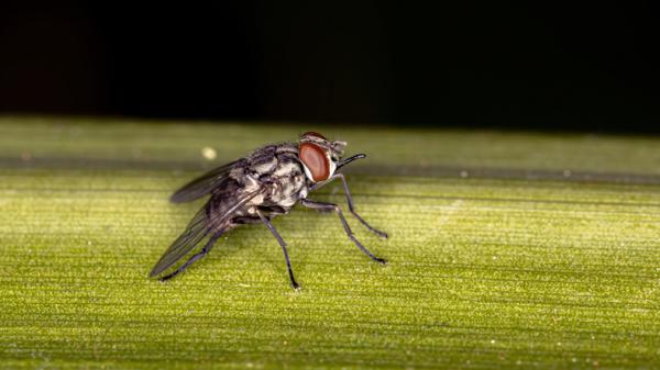 Perhotyypit - Pysyvät kärpäset (Stomoxys calcitrans)