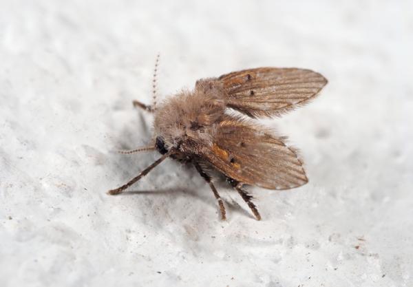 Kärpätyypit - Pohjakärpäset (perhe Psychodidae)