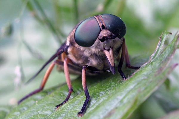 Kärpätyypit - Horseflies (heimo Tabanidae)