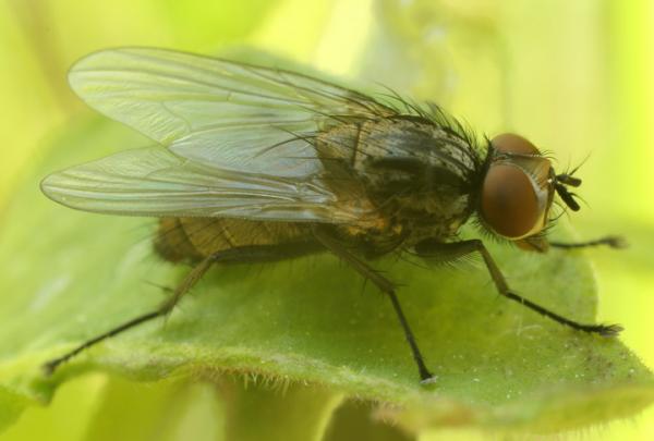 Perhotyypit - Perhoperho (Musca domestica)