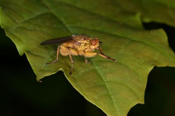 Kärpäset - Lannankärpäs (Scathophaga stercoraria)