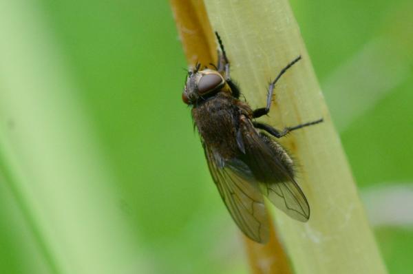 Perhotyypit - Ullakkokärpäset (Pollenia rudis)