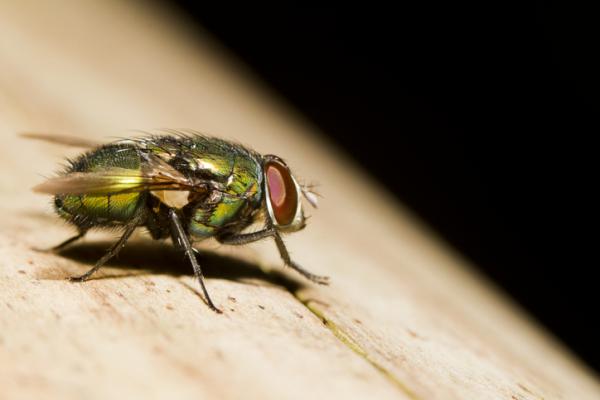 Perhotyypit - Blowflies tai blowflies (Calliphoridae-perhe)