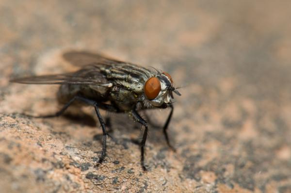 Kärpäset - Lihaperho (Sarcophaga carnaria)