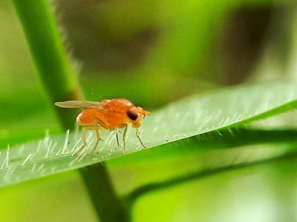 Kärpäset - Hedelmä- tai etikkakärpäs (Drosophila melanogaster)