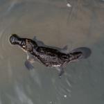 1636616767 21 Platypus Ominaisuudet ja elinymparisto