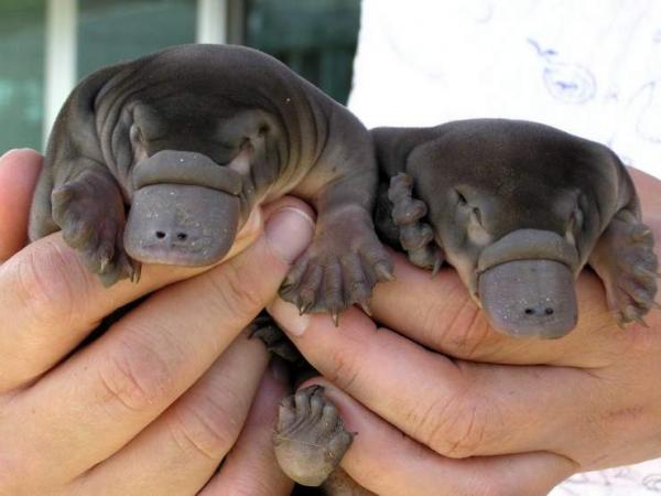 Platypus - Ominaisuudet ja elinympäristö - Poikasennokka - Ruokinta