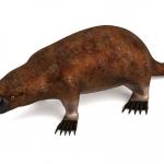 1636616767 611 Platypus Ominaisuudet ja elinymparisto
