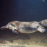 1636616767 922 Platypus Ominaisuudet ja elinymparisto