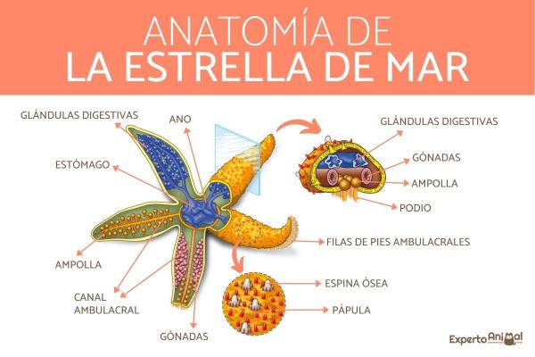 Kuinka meritähti hengittää?  - Meritähtien anatomia