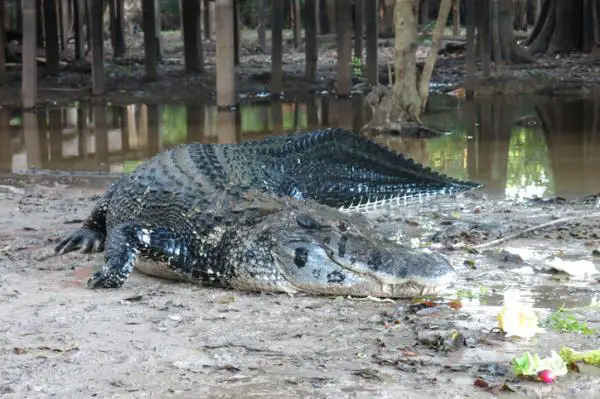 Maailman 8 vaarallisinta matelijaa - 6. Alligaattori tai musta krokotiili (Melanosuchus niger) 