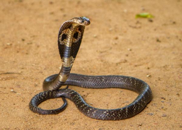 Maailman 8 vaarallisinta matelijaa - 1. Kuningaskobra (Ophiophagus hannah)