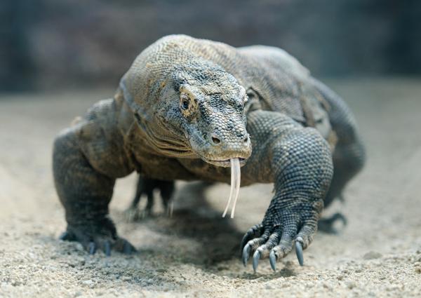 Maailman 8 vaarallisinta matelijaa - 7. Komodo Dragon (Varanus komodoensis)