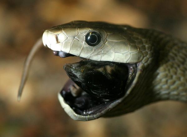 Maailman 8 vaarallisinta matelijaa - 4. Musta mamba (Dendroaspis polylepis)