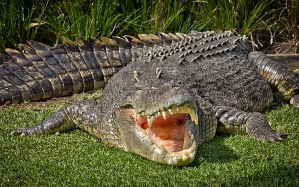 Maailman 8 vaarallisinta matelijaa - 5. Suolaisen veden krokotiili (Crocodylus porosus)