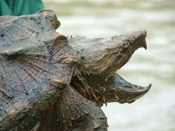 Maailman 8 vaarallisinta matelijaa - 8. Alligaattorikilpikonna (Macrochelys temminckii)