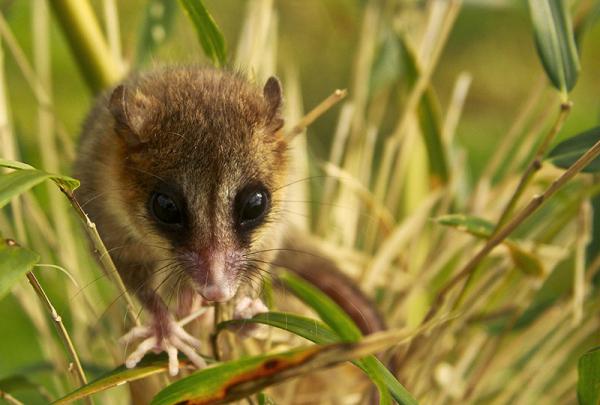 Chilen kotoperäiset eläimet - Chilen eteläisen vyöhykkeen eläimet: Monito del Monte