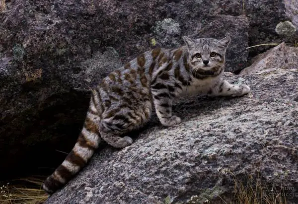 Chilen kotoperäiset eläimet - Chilen pohjoisosan eläimet: Andien kissa