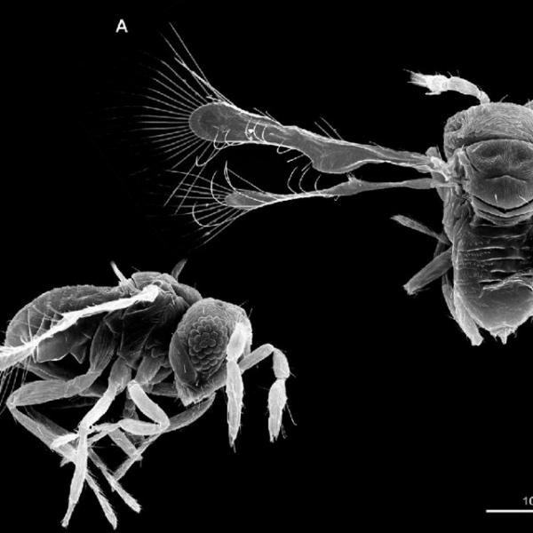 Maailman 10 pienintä hyönteistä - Megaphragma caribea
