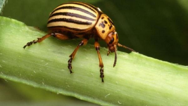 Maailman 10 pienintä hyönteistä - Scydosella musawasensis