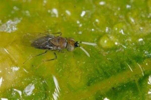 Maailman 10 pienintä hyönteistä - Dicopomorpha echmepterygis