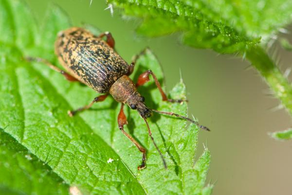 Maailman 10 pienintä hyönteistä - Weevils