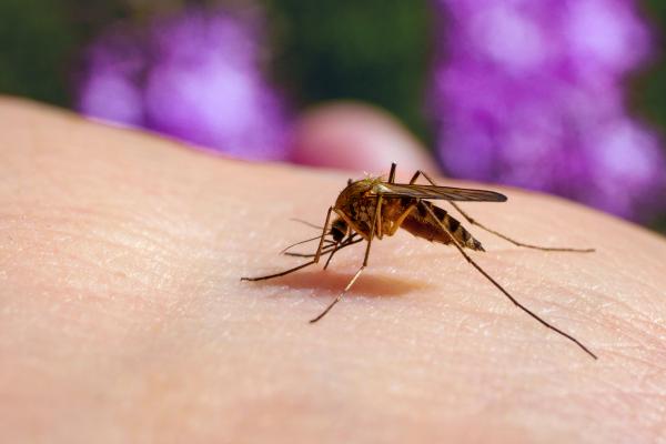Maailman 10 pienintä hyönteistä - Culex pipiens