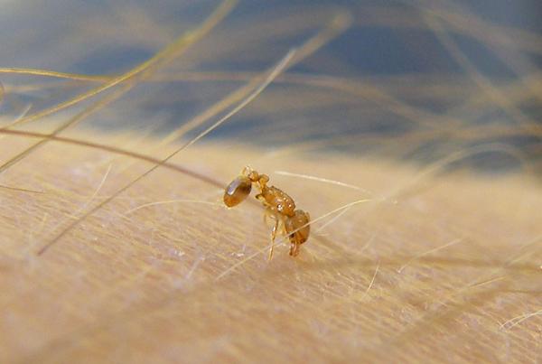 Maailman 10 pienintä hyönteistä - Wasmannia auropunctata