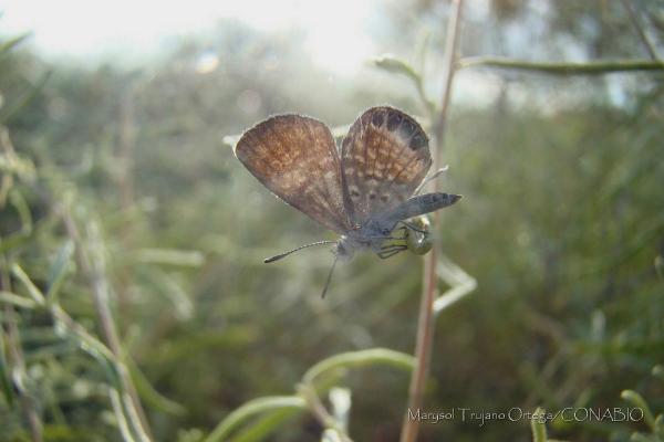 Maailman 10 pienintä hyönteistä - Western Pygmy Blue Butterfly