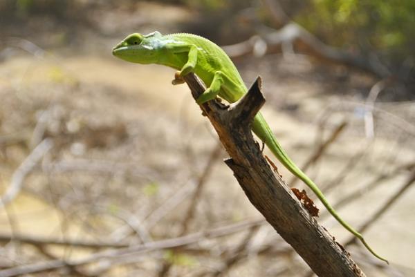 Kuriositeettia kameleonteista - Chameleons yogit 