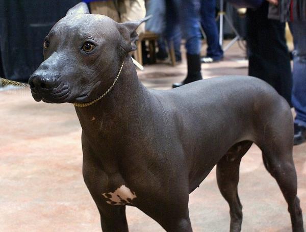 15 harvinaista koirarotua - Xoloitzcuintle