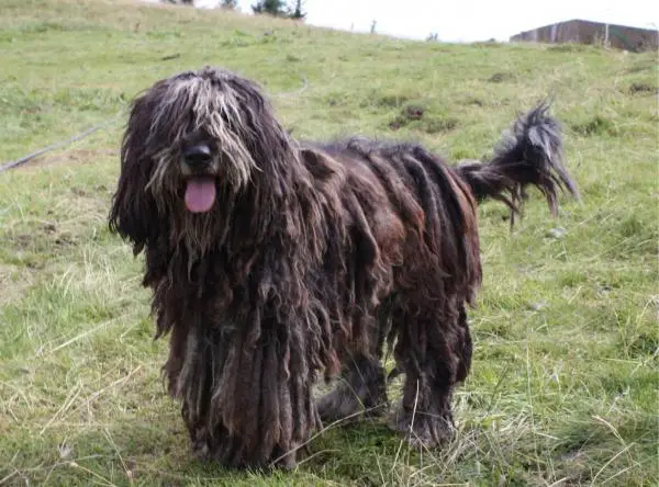 15 harvinaista koirarotua - Bergamasco