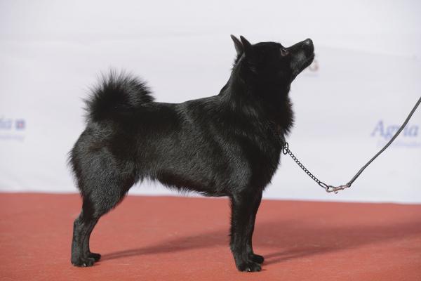 15 epätavallista koiranrotua - Schipperke